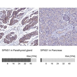 SPNS1 Antibody, Novus Biologicals:Antibodies:Primary Antibodies